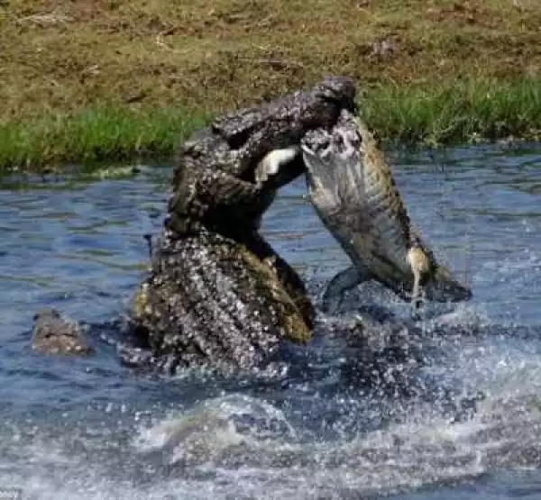 Photos: Cannibal crocodile tears smaller rival to piece, feasts on its head